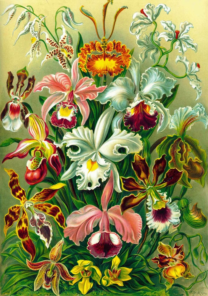 AUF BESTELLUNG: Ernst Haeckel Puzzle Orchidee (1000 Teile)