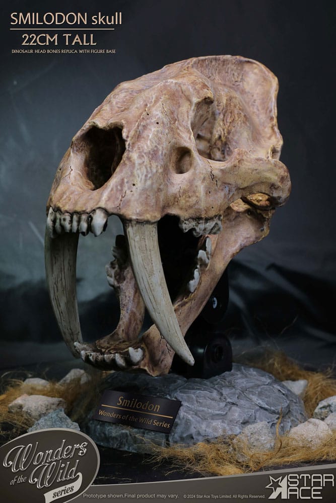 AUF BESTELLUNG gefertigte Statue aus der Serie „Wonders of the Wild“, Smilodon-Schädelfossil, 22 cm